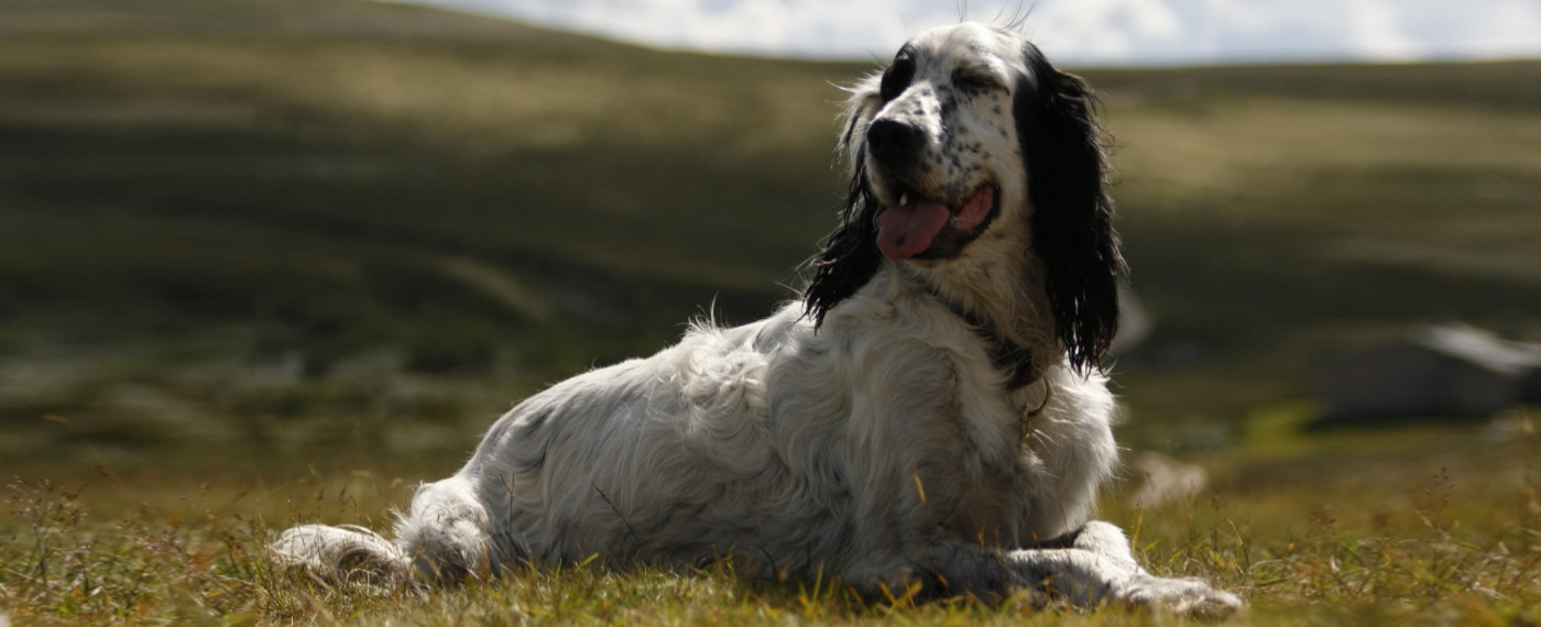 Alimenti per Cani