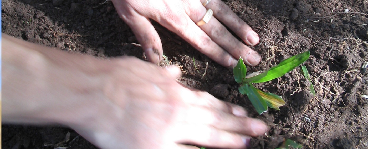 banner_concimi